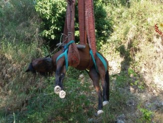 Vigili del fuoco salvano cavallo, ma rischia di essere abbattuto
