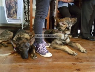 Zoe e Francesco, due lupi insieme ai bambini ad Assisi