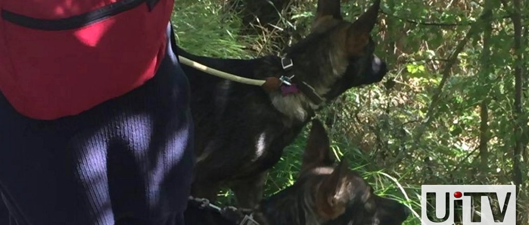 Pellegrinaggio coi lupi, Zoe e Francesco, lungo il sentiero Francescano