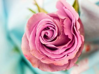 Le Rose per Dono 2018 fiera floro-vivaistica a Santa Maria degli Angeli