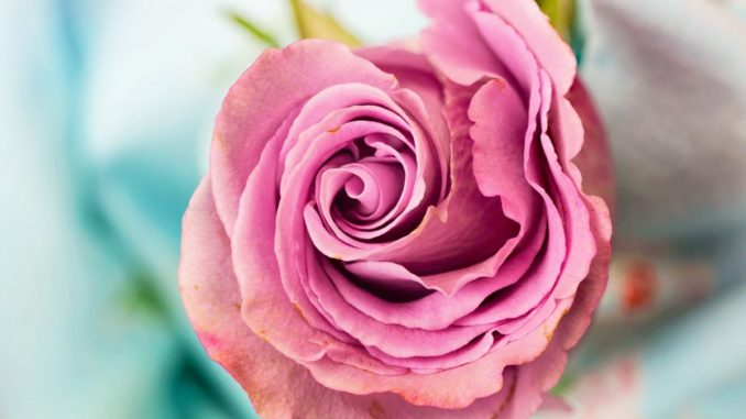 Le Rose per Dono 2018 fiera floro-vivaistica a Santa Maria degli Angeli