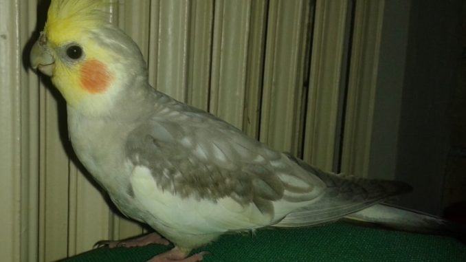 Cercasi Paco disperatamente, è il pappagallo di Roberta