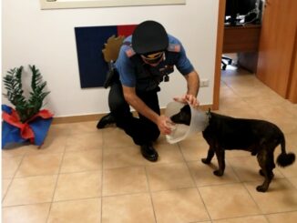 Non sopporta collare elisabettiano, cane meticcio scappa dopo cure veterinarie