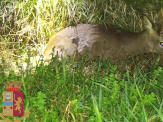 Un cerbiatto ferito è stato messo in salvo dagli agenti della Polizia di Stato