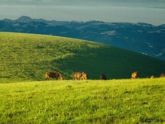 Nasce Associazione dei Paesaggi Rurali di Interesse Storico, anche Assisi