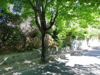 Al via lavori di potatura di 125 alberi in viale Vittorio Emanuele ad Assisi