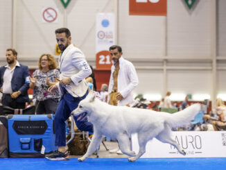 Pastore svizzero bianco "Iron" è Campione del Mondo ai World Dog Show 2023