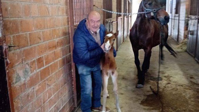 Si chiama Love Pax la cavallina con il cuore in fronte