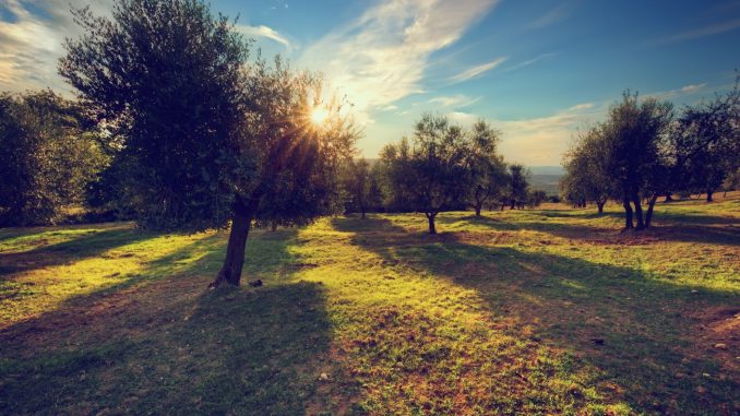 Assisi celebra l’olio umbro certificato con grande successo