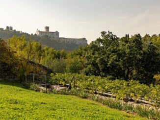 Herbatica ad Assisi svela i segreti naturali delle erbe FAI