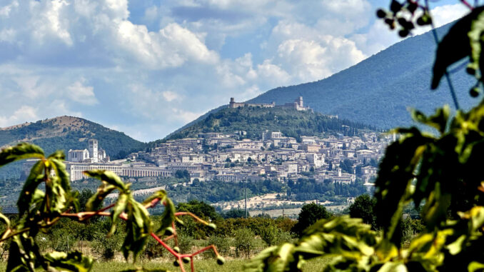 Derattizzazione ad Assisi i cicli di controllo sono attuati