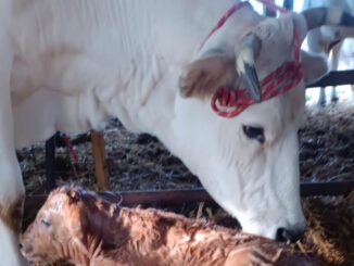 Buiatria e salute del bovino: il congresso tecnico ad Assisi