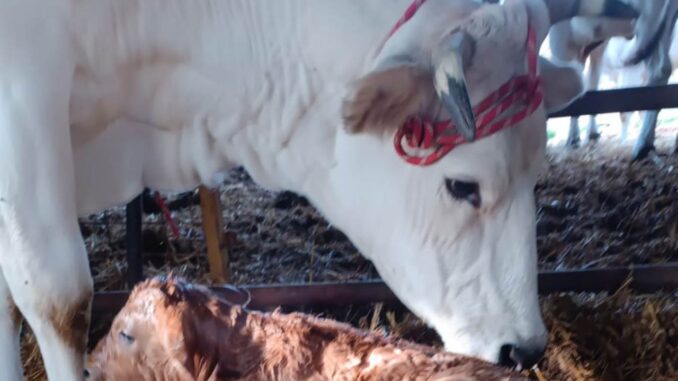 Buiatria e salute del bovino: il congresso tecnico ad Assisi