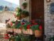 Assisi in fiore 2026, via ai concorsi per balconi e infiorate