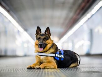 Pet Camper Tour 2026 il cane Ares combatte ogni abbandono