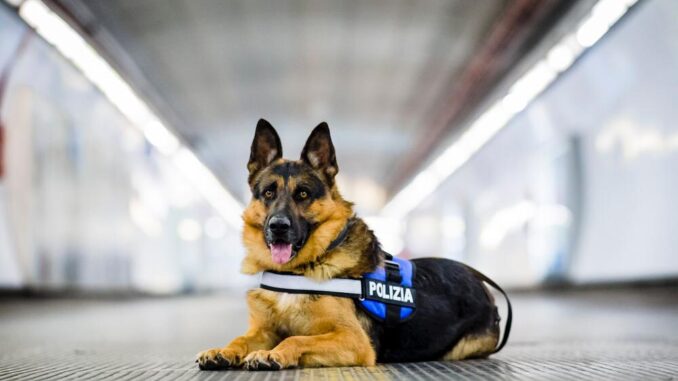 Pet Camper Tour 2026 il cane Ares combatte ogni abbandono