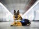 Pet Camper Tour 2026 il cane Ares combatte ogni abbandono